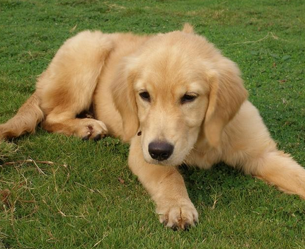 如何给金毛犬补钙